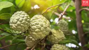 Custard Apple Benefits: 5 Ways Sitaphal Boosts Digestion & Brain Health