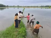 Cyclone Ditwah Damage Survey Begins: 80,000 Hectares of Paddy Submerged in Tamil Nadu Delta