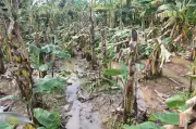 Cyclone Ditwah Ravages Banana Farms in Mayiladuthurai, Losses in Lakhs