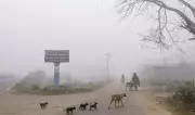 Dense Fog in Punjab Kills Teen, Causes Highway Chaos; Newborn Found Dead