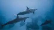 Dolphins Save Swimmers from Shark: 2004 New Zealand Rescue Story