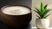 Don't Drain Rice Water! 3 Ways It Boosts Snake Plants Naturally