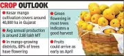 Early Kesar Mango Bloom in Gujarat Signals April Harvest, High Prices