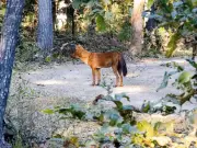 First-Ever Dhole Sighting in Kheoni Sanctuary Signals Ecological Health