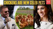 From Hollywood to Homesteads: 5 Celebrities Driving India's Backyard Chicken Trend