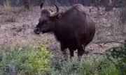 Gaur Attack Injures Two Farmers in Sangli, Fourth Incident in 5 Days