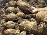 Goa's Kera Suraksha Scheme Now Free: Rs 7 Lakh Cover for Coconut Workers