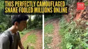Green Vine Snake Camouflage Video Stuns Internet, Gets Millions of Views