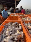 Gujarat Fisheries to Shine at Vibrant Gujarat Summit in Rajkot 2026