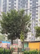 Gurgaon AQI at 315: HSPCB Mandates Smog Guns for 180+ Societies