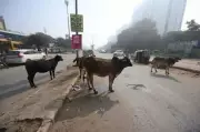 Gurgaon MCG Cracks Down: FIRs for Obstructing Stray Cattle Drives
