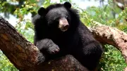 Himalayan Black Bear Roams Kashmir's Premier Institutions, Sparks Panic
