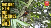 Hooded Pitohui: New Guinea's Poisonous Bird with Frog-Like Toxin