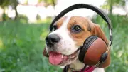 How Music Calms Animals: Science Reveals Benefits for Dogs, Cats, Livestock