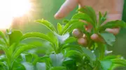 How to Grow Stevia at Home: A Complete Guide for Natural Sweetener