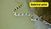 IFS Officer's Viral Video Captures Rare, Deadly Banded Krait in Indian Forest