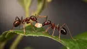 Infected Baby Ants Ask to Be Killed: A Shocking Act of Colony Sacrifice