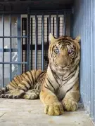 Injured Tiger from Ranni Forest Finds New Home at Puthur Zoo in Thrissur