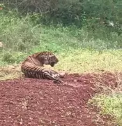 Karnataka Deploys First Canine Squads in Tiger Reserves to Combat Poaching