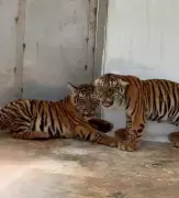 Karnataka Makes History: 22 Tigers Rescued in One Month