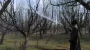 Kashmir Apple Orchards: Pesticide Link to Brain Tumours Under Scrutiny