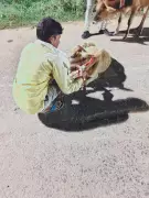 Kendrapada Uses Radium Tapes on 100 Stray Cattle Horns to Curb Highway Accidents