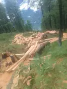 Kullu Ropeway Firm Tells NGT: Rs 35 Crore Spent, Project Halted by 'Anti-Social' Elements