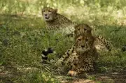 Kuno Cheetah Cub Dies After Historic Release, Veera & Other Cub Safe