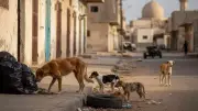 Kuwait Bans Commercial Import of Dogs, Cats to Tackle Stray Animal Crisis