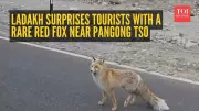 Ladakh's Red Fox Viral Video: A Lesson in Responsible Tourism