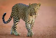 Leopard Attack in Chhattisgarh: Villager Injured in Dongargarh Forest, Fear Grips Region
