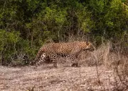 Leopard Attack in Pune's Junnar Kills 8-Year-Old Boy, Fourth Fatality Since October