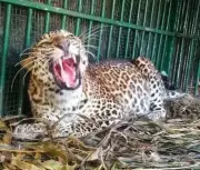 Leopard Attack in Satara: 65-Year-Old Woman Injured in Bhalekarwadi Village