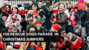 London's Christmas Spirit Unleashed: 150 Rescue Dogs Parade in Festive Costumes