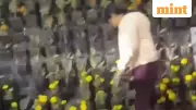 Lucknow Residents Steal Flower Pots After PM Modi's Visit, Viral Video Sparks Debate