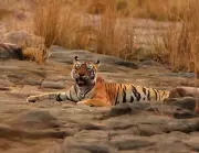 Male Tiger from Ranthambore to Boost Mukundra Hills Tiger Reserve Population