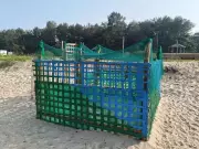 Mangaluru's Olive Ridley Turtle Conservation Sees 74% Hatching Success