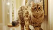 Meet Lilibet: The British Shorthair Cat Who Rules London's Lanesborough Hotel
