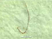 Microplastics Found in Pristine Western Ghats Lake for 50 Years, Study Reveals