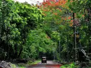 MNS Leader Ameya Khopkar Demands Govt Spare Nashik Trees, Cites Parth Pawar Case