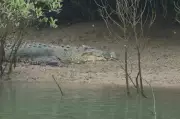 Monkeys' Brave Rescue Attempt in Crocodile River: Viral Video Shows Animal Emotion
