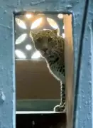 Mumbai MLA Proposes Mini National Parks Funded by CSR to Curb Leopard Attacks