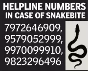 Nagpur Snake Bite Crisis: 5 Deaths in November, 4 Critical