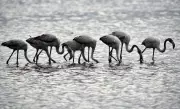 Navi Mumbai's Flamingo City Title at Risk as Wetlands Await Protection