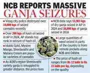 NDPS Cases Soar 250% in Andhra Pradesh, Sheelavathi Ganja Fuels Trade