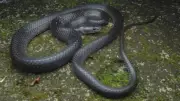 New 'Crikey' Wolf Snake Discovered in India's Nicobar Islands