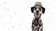 New Year's Eve with Pets: 7 Tips for a Calm Celebration Without Fireworks Fear