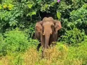 NFR Expands AI System After Elephant Tragedy, Saves 160+ Lives in 2025