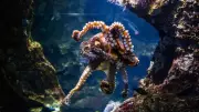Octopus's 3 Hearts & Hypoxia Tolerance: A Medical Marvel Explained
