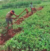 Odisha Launches Impact Study for Upper Indravati & Lower Suktel Irrigation Projects